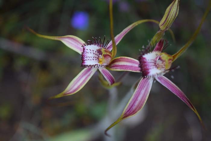 Caladenia - Orchid-spider-0057.JPG